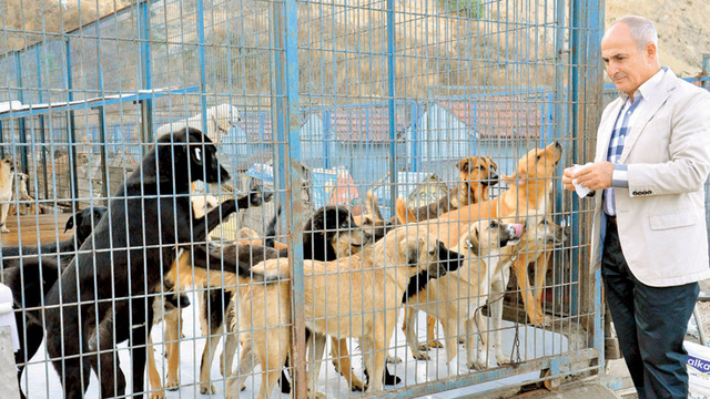 'Yeter artık! Köpek atmayın'