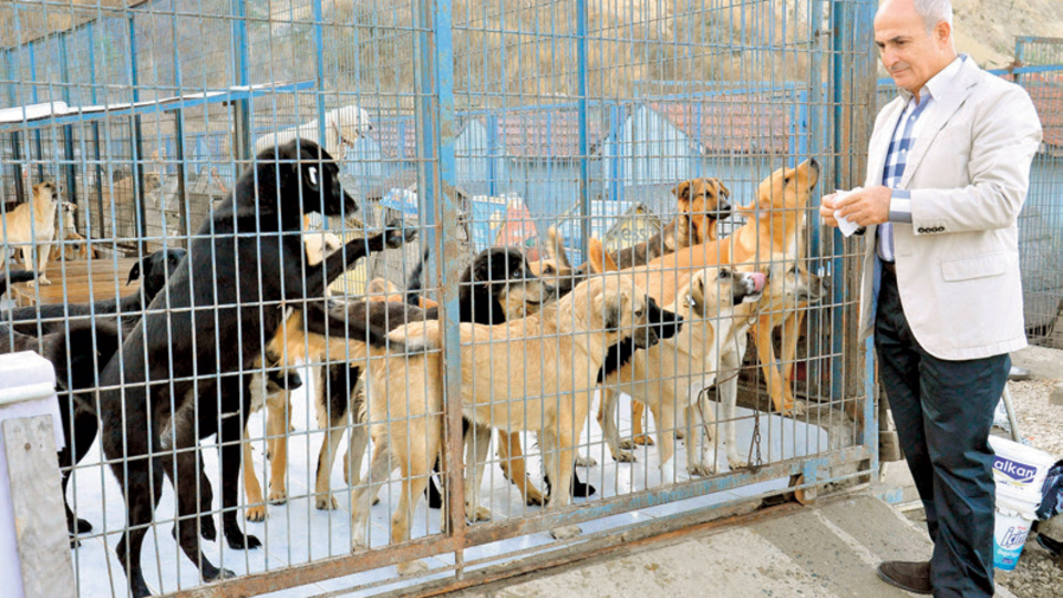 'Yeter artık! Köpek atmayın'