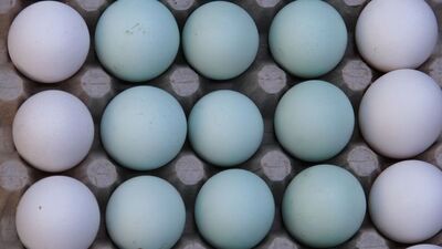 Mavi yumurta mucizesi