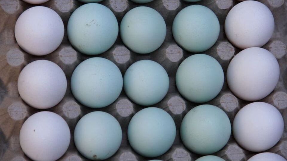 Mavi yumurta mucizesi