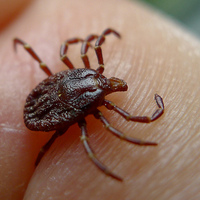 Kene, o ilde can aldı