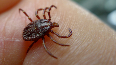 Kene, o ilde can aldı