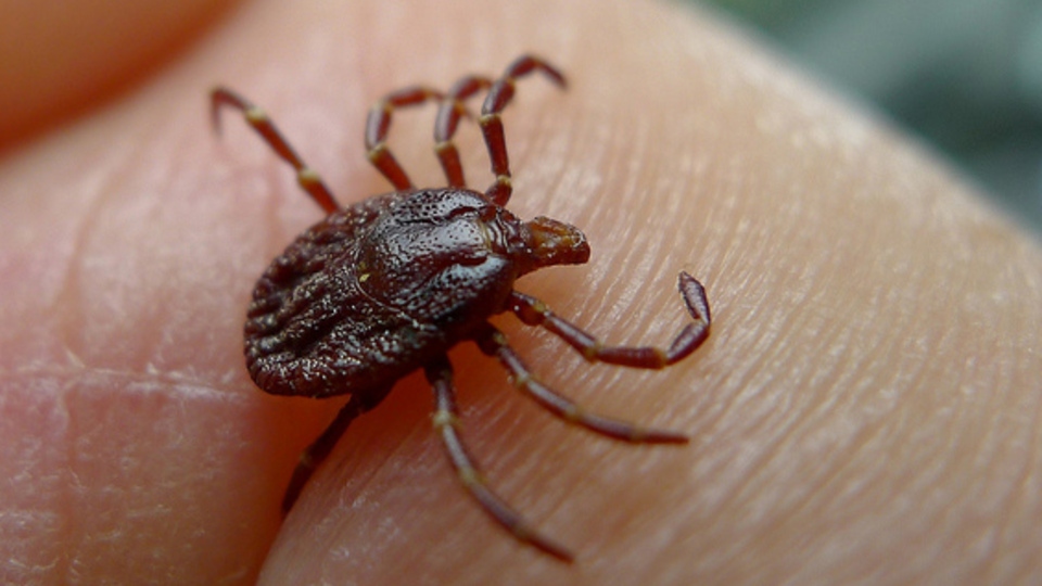 Kene, o ilde can aldı