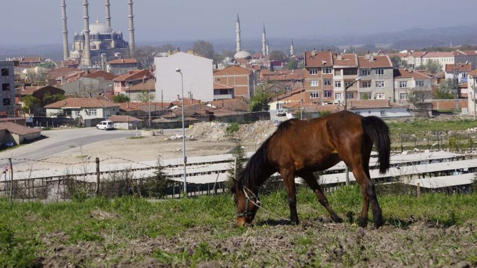 Şehri atlar bastı, sorunu kim çözecek belli değil