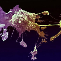 Kanseri yok ediyorlar!