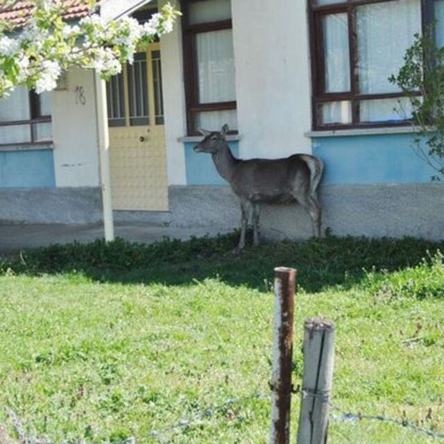 Evine öyle bir misafir geldi ki