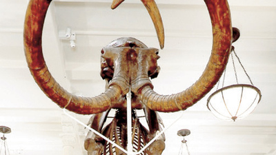 Mamutlar diriltilebilecek