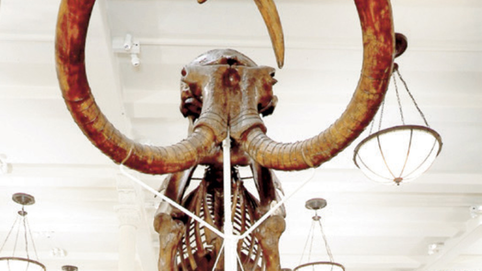 Mamutlar diriltilebilecek