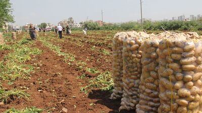 Patates 5 TL'ye çıkınca...