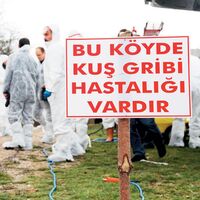 Kastamonu’da kuş giribi görüldü