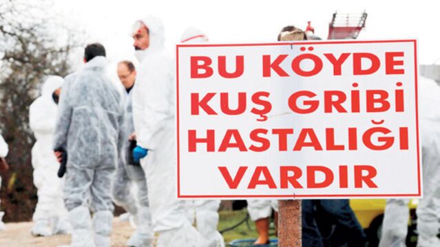Kastamonu'da kuş giribi görüldü