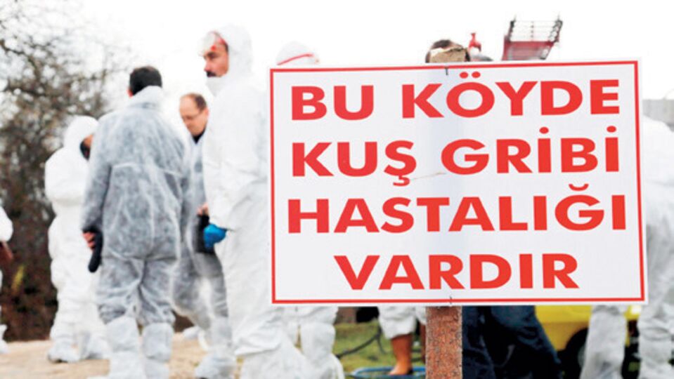 Kastamonu'da kuş giribi görüldü