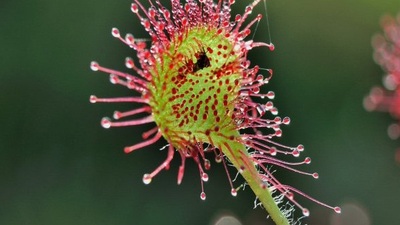 Böcek yiyen bitki doku onaracak