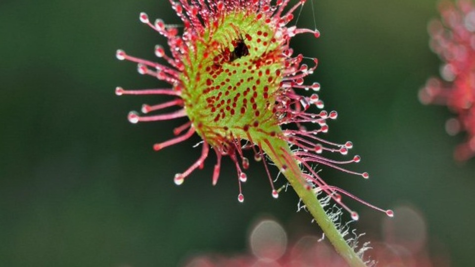 Böcek yiyen bitki doku onaracak