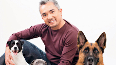 'Sorun köpekte değil, insanda'