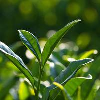 Keyif veren şifa kaynağı!