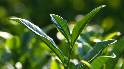 Keyif veren şifa kaynağı!