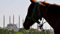 Valilik bu iş için 5 bin lira maaş verdi
