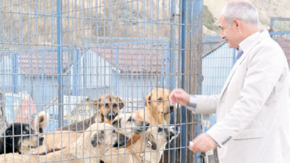 Sahipsiz hayvanlara çare Büyükçekmece