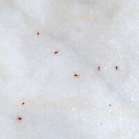 Üniversitede kırmızı kene iddiası!