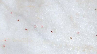 Üniversitede kırmızı kene iddiası!