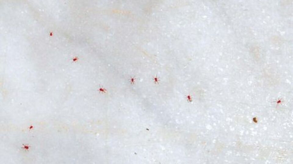 Üniversitede kırmızı kene iddiası!