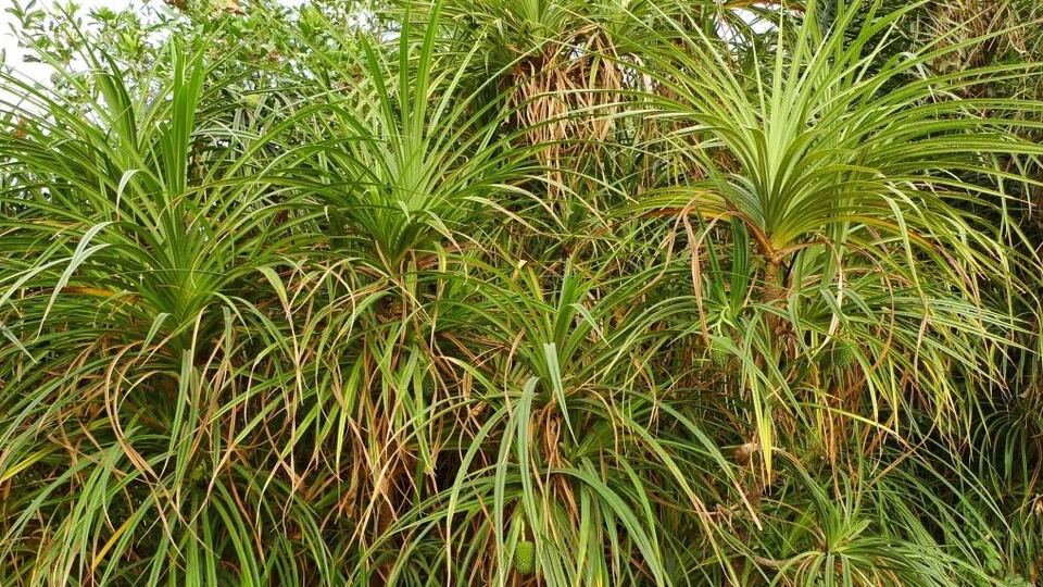 Bu bitkiyi gördüyseniz köşeyi döndünüz!