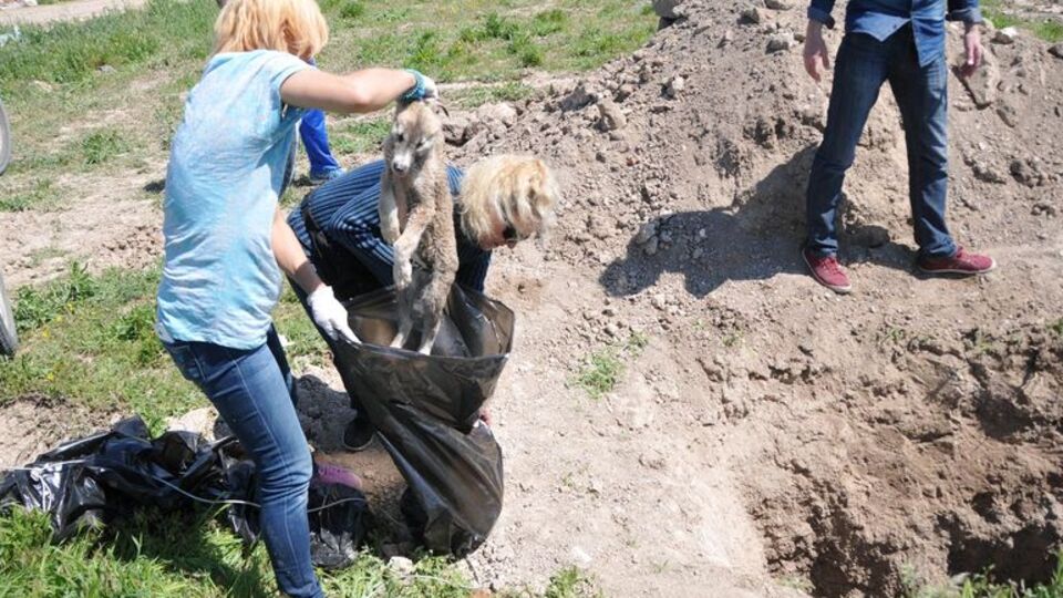 Eskişehir'de toplu hayvan mezarlığı