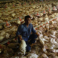 Elektrik kesilince 7 bin tavuk öldü!