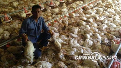 Elektrik kesilince 7 bin tavuk öldü!