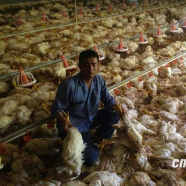 Elektrik kesilince 7 bin tavuk öldü!