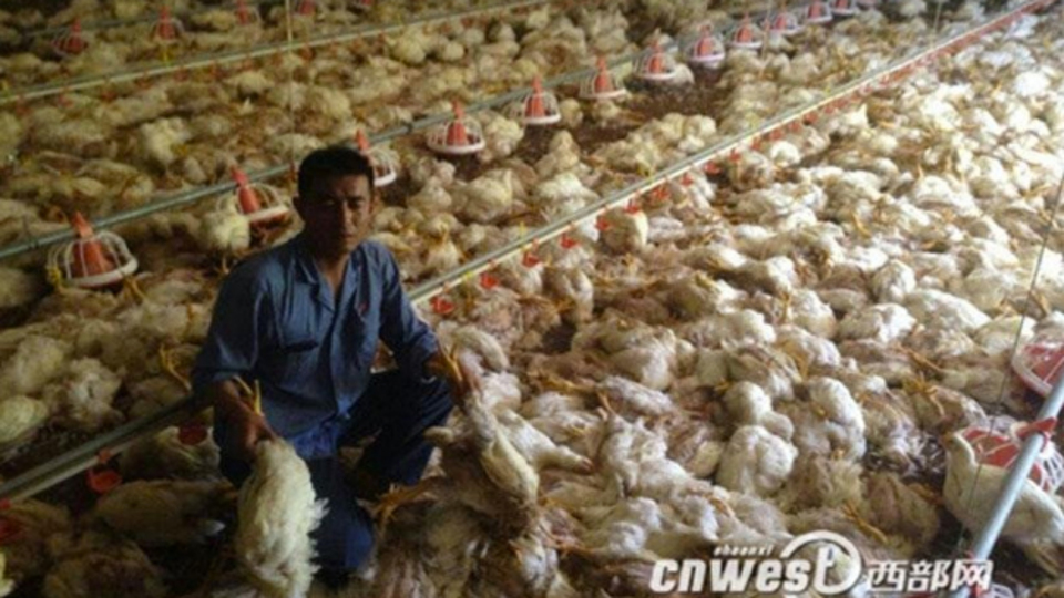 Elektrik kesilince 7 bin tavuk öldü!