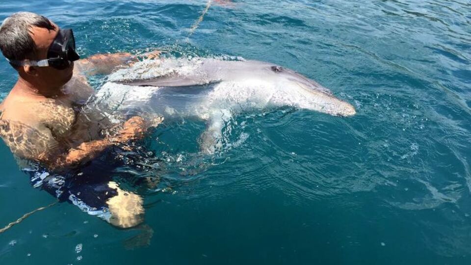 Tom bitkin halde bulundu