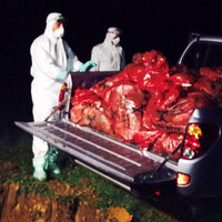 Gebze'de gece yarısı tavuk operasyonu