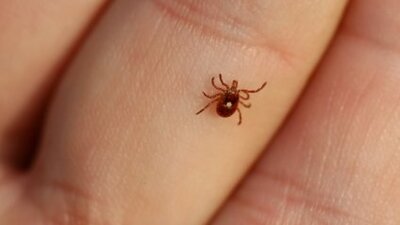 İzmir'de ''kırmızı kene görüldüğü'' iddiası