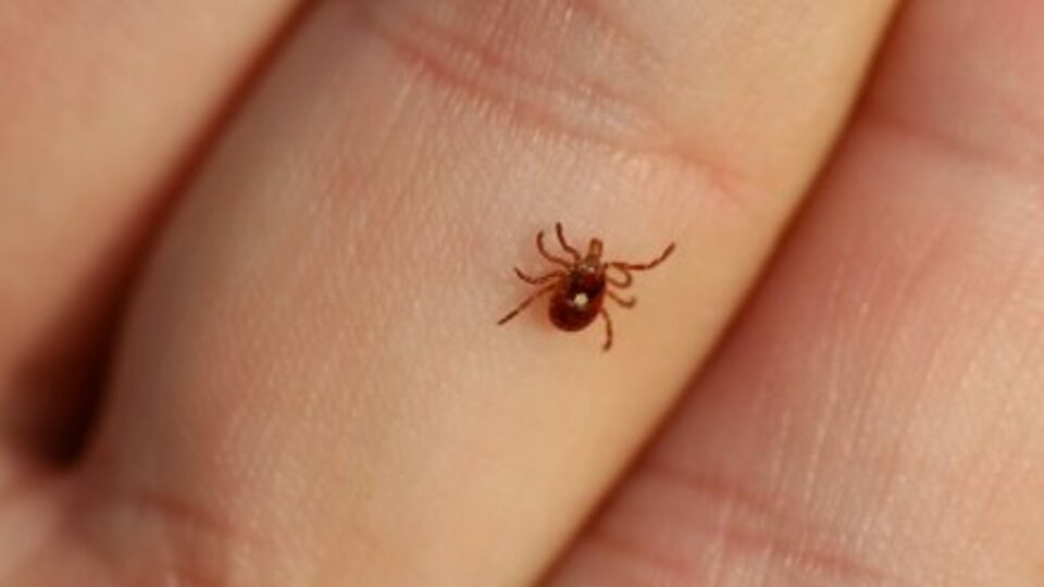 İzmir'de ''kırmızı kene görüldüğü'' iddiası