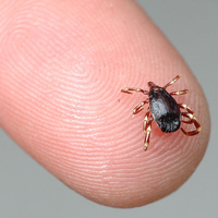 Keneye bir kurban daha!