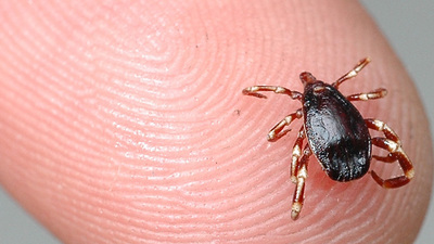 Keneye bir kurban daha!