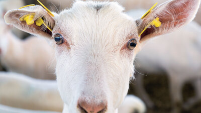 Bu keçi nereye bakıyor?