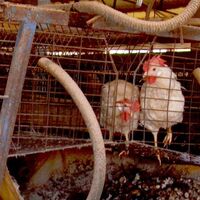 İşte kuş gribinin faturası!