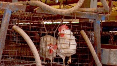 İşte kuş gribinin faturası!