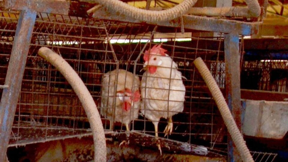 İşte kuş gribinin faturası!