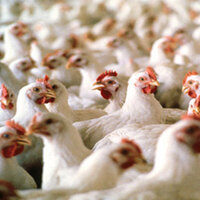 İzmir'de kuş gribi alarmı!