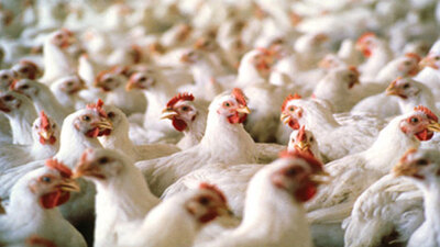 İzmir'de kuş gribi alarmı!