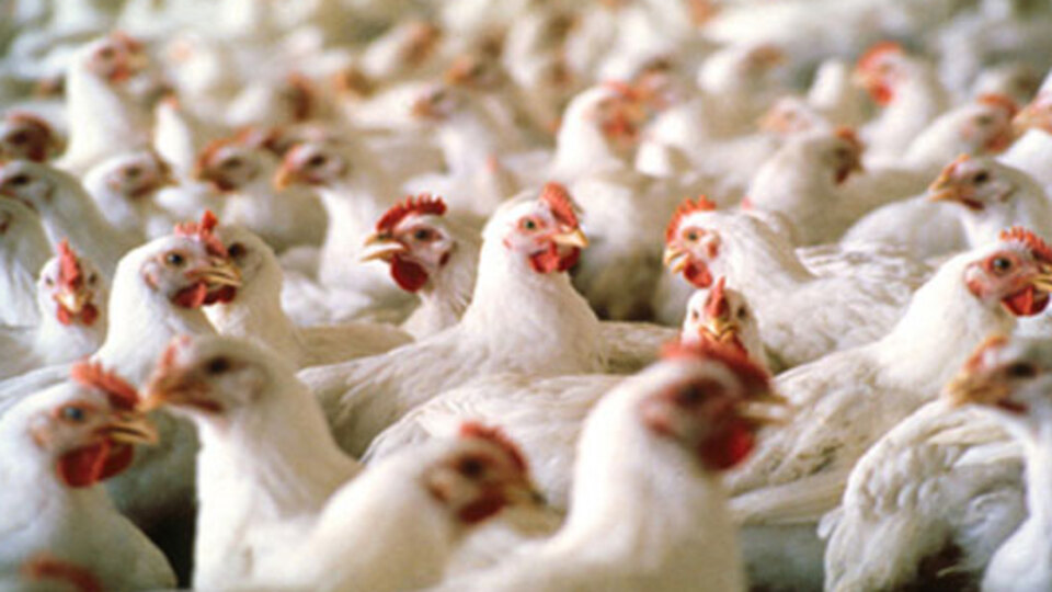 İzmir'de kuş gribi alarmı!