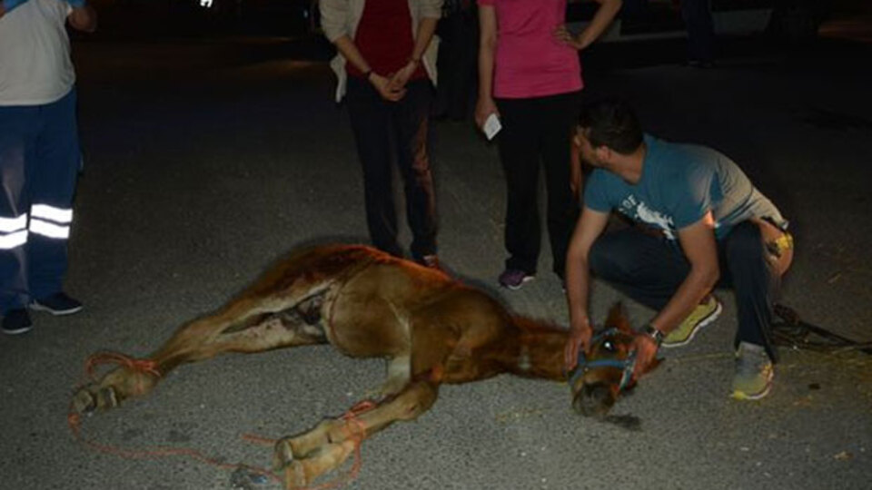 Kısrak ve yavrusu kamyondan yola atlayınca...