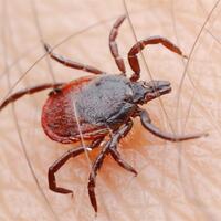 Keneyi elle çıkarmayın!