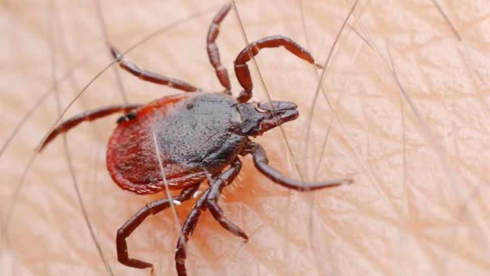 Keneyi elle çıkarmayın!