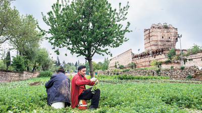 Yedikule bostanları yüzyıllara direniyor