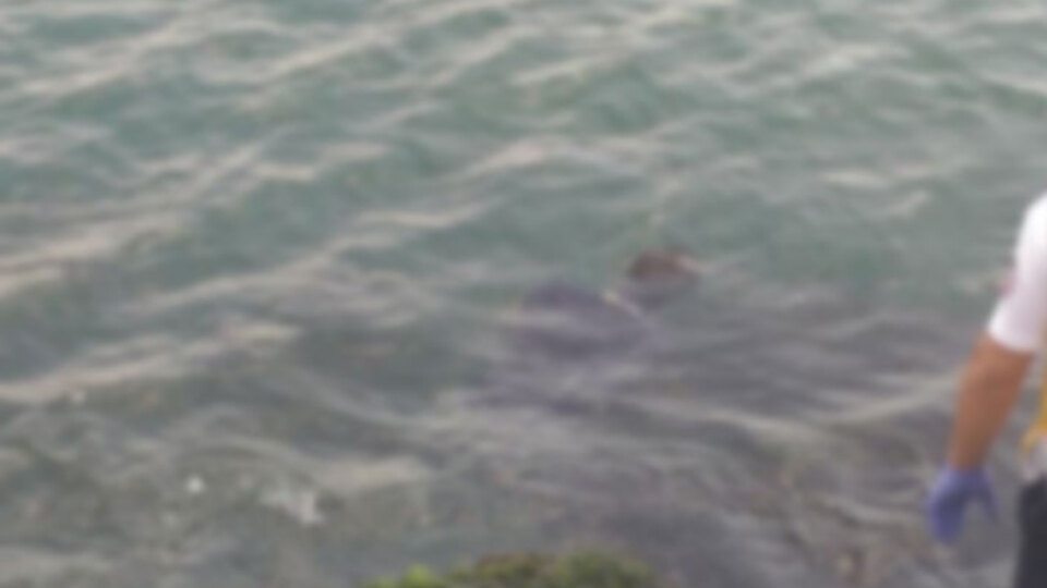 İzmir Körfezi'nde ceset bulundu